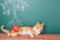 Scientific cat Royalty Free Stock Photo