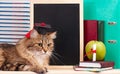 Scientific cat Royalty Free Stock Photo