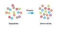 Erepsin Enzyme