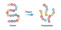 Pepsin Enzyme