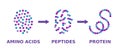 Protein structure. Amino acids, peptides, protein. Proteins formation model.