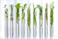 Scientific experiment of herbal medicine- flowers and plants in test tubes.on white Royalty Free Stock Photo