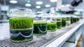 A scientific experiment in an innovative algae cultivation laboratory provides a close-up view of green biotechnology in Royalty Free Stock Photo