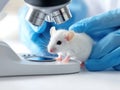 Scientific exploration. Researcher examines white mouse in laboratory setting Royalty Free Stock Photo