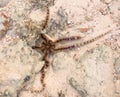 Scientific ID : Ophiocoma echinata Spiny ophiocoma. Underwater photo of Brittle sea Star while in locomotion in natural habitat.