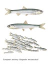 Scientific illustration of european anchovy Royalty Free Stock Photo