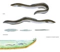 Scientific illustration of european eel Anguilla anguilla Royalty Free Stock Photo