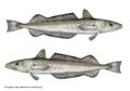 Scientific illustration of european hake Merluccius merluccius