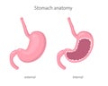 Scientific illustration of human healthy stomach external and internal view in realistic style with shadows and