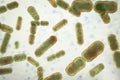 Bacteria Bacteroides fragilis