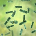 Bacteria Bacteroides, 3D illustration