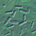 Bacteria Bacteroides, 3D illustration
