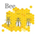 Scientific image of bees on the background of honeycombs.
