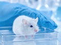 Scientific laboratory flat lay with white mouse in research setting Royalty Free Stock Photo
