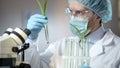 Scientific laboratory worker examining sprouts of artificially excreted cereals