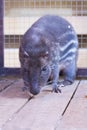 Scientific name: Agouti paca. the animal looks at the camera. Royalty Free Stock Photo