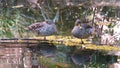 Yellow billed ducks, Palace of the Lost City, Sun City, South Africa