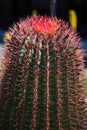 The scientific name of this cactus is Ferocactus pilosus