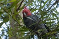 Male gang-gang cockatoo in wattle tree Royalty Free Stock Photo