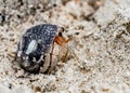 Coenobita rugosus, a Crustacean known as Hermit Crab, peeping from shell, to observe surroundings through flagellum and antennae.