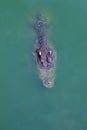 Overhead view of a crocodile. Royalty Free Stock Photo