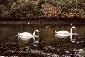 Mute swans on patrol in Pill Creek. Royalty Free Stock Photo