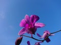 Scientific name is Dendrobium bigibbum. Royalty Free Stock Photo