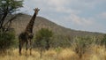 Bull giraffe, Boekenhoutfontein Farm, North West, South Africa