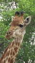 Giraffe close-up, Boekenhoutfontein  Farm, North West, South Africa Royalty Free Stock Photo