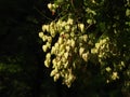 The goldenrain tree Royalty Free Stock Photo