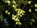 The goldenrain tree Royalty Free Stock Photo