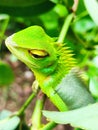 Green garden lizard is common in Sri Lanka.