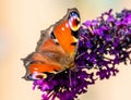 Peacock Butterfly