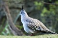 Crested pigeon standing on rock