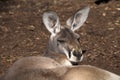 Female red kangaroo laying down in the sunshine with pointed ears on alert