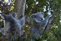 Two koala bears sitting in a eucalyptus tree Royalty Free Stock Photo