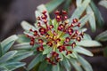 The scientific name of this plant is Euphorbia atropurpurea