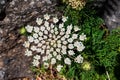 The scientific name of this plant is Heracleum Sphondylium