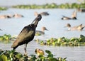 Glossy Ibis