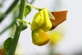 The close-up image of Scotch Broom flower Cytisus scoparius