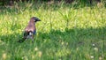 The scientific name of the species, glandarius, derives from the late Latin name used to designate these birds Royalty Free Stock Photo