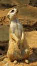 Guarded meerkat, Hartbeespoort, North West Royalty Free Stock Photo