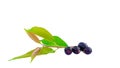 Fresh leaves of Jamun tree with ripe fruits on a white background. Healthy fruits