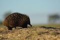 Short beaked echidna, going for a stroll Royalty Free Stock Photo