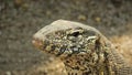 Head detail, rock monitor, Harbeespoort, North West, South Africa Royalty Free Stock Photo