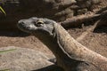 Close-up of the head and neck of a komodo dragon