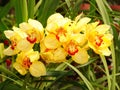 scientific name "tigridia pavonia" or tiger flower