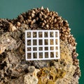 Scientific Quadrat Sampling on a Barnacle-Covered Rock Royalty Free Stock Photo
