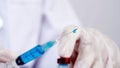 Scientific researcher or doctor using syringe and vaccine in a laboratory with white background. A doctor Filling vaccine to Royalty Free Stock Photo