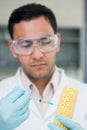 Scientific researcher injecting a corn cob at the lab Royalty Free Stock Photo